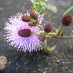 Mimosa pudica