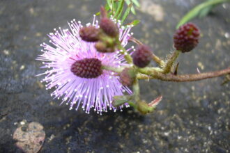 Mimosa pudica