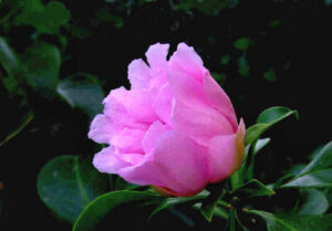 Bayahibe Rose