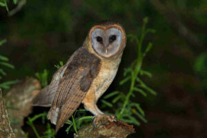 Hispaniola-Schleiereule