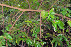 Stachelannone – Annona muricata