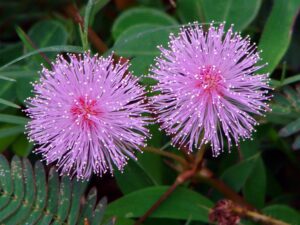 Mimosa pudica