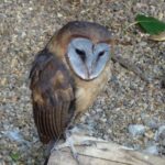 hispaniola schleiereule