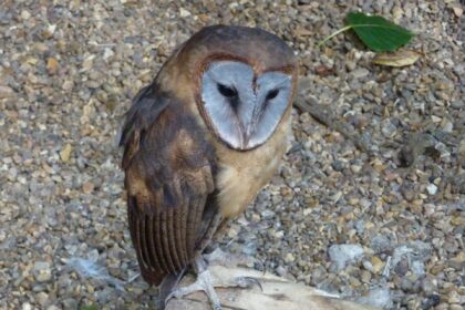 hispaniola schleiereule